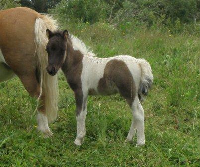 Miniature Horses For Sale Auckland Wellington New Zealand Nz