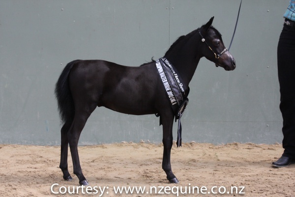 Miniature horses for sale Auckland Wellington New Zealand NZ